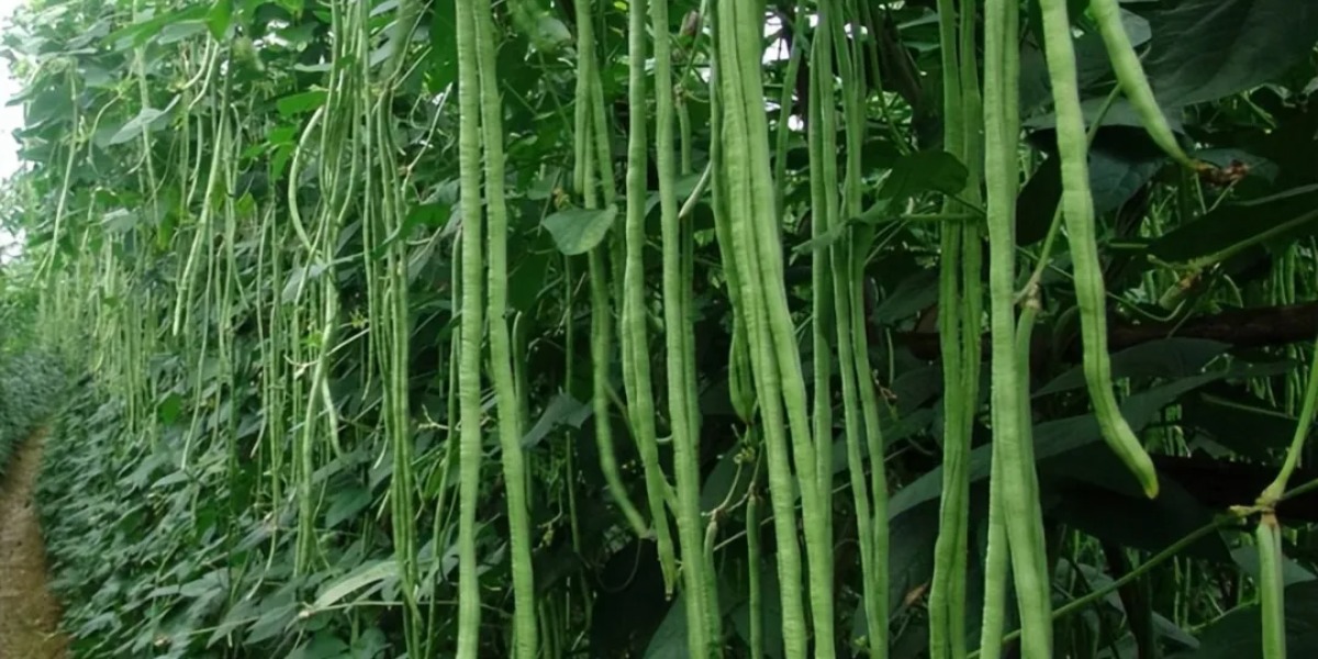 Baocharm Ice Making | Pagsuporta sa Paglamig at Pagpapanatili ng Gulay