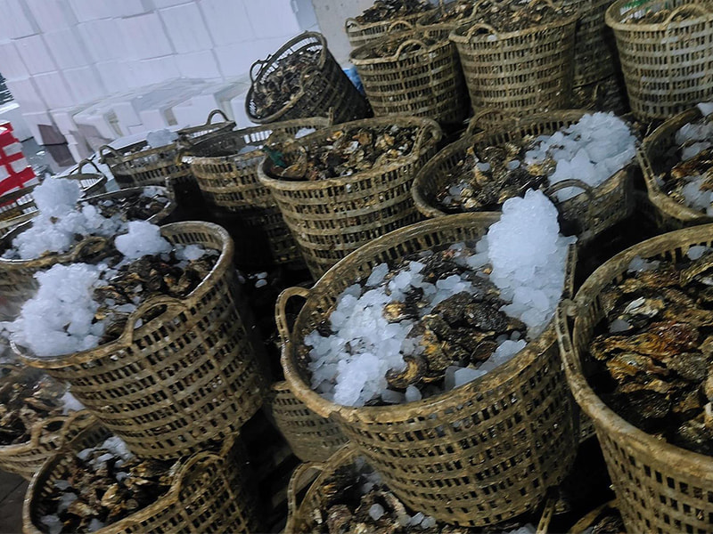 Nagrebolusyon sa Seafood Logistics ang Advanced Block Ice Machine ng BAOCHARM